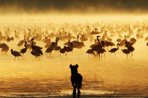 17 Apr 2006, South Africa --- Hyena Looking at Flamingos in South Africa --- Image by © Yi Lu/Corbis